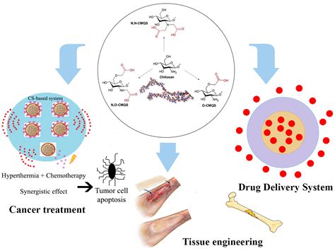  Chitosan: Biocompatible Wonder Material for Tissue Engineering and Drug Delivery!