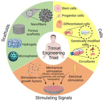  Dextran: Un Biopolymère à l’Avant-Garde de L’Ingénierie Tissulaire !