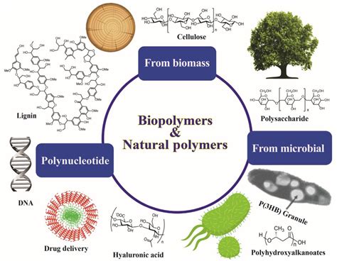  Hévéa: Ré액 de Transformation Industrielle et Polymère Naturel Performant !