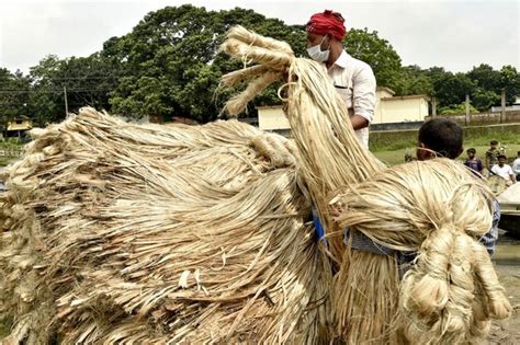  Jute - Un trésor végétal pour la fabrication de textiles durables et écologiques !