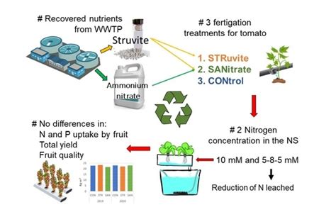  Struvite:  Un Biofertilisant Miracleux pour l’Agriculture Durable ?